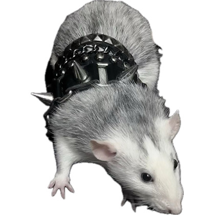 rat